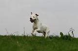 DOGUE ARGENTIN 420